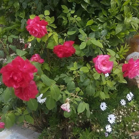 Oceano Bed & Breakfast